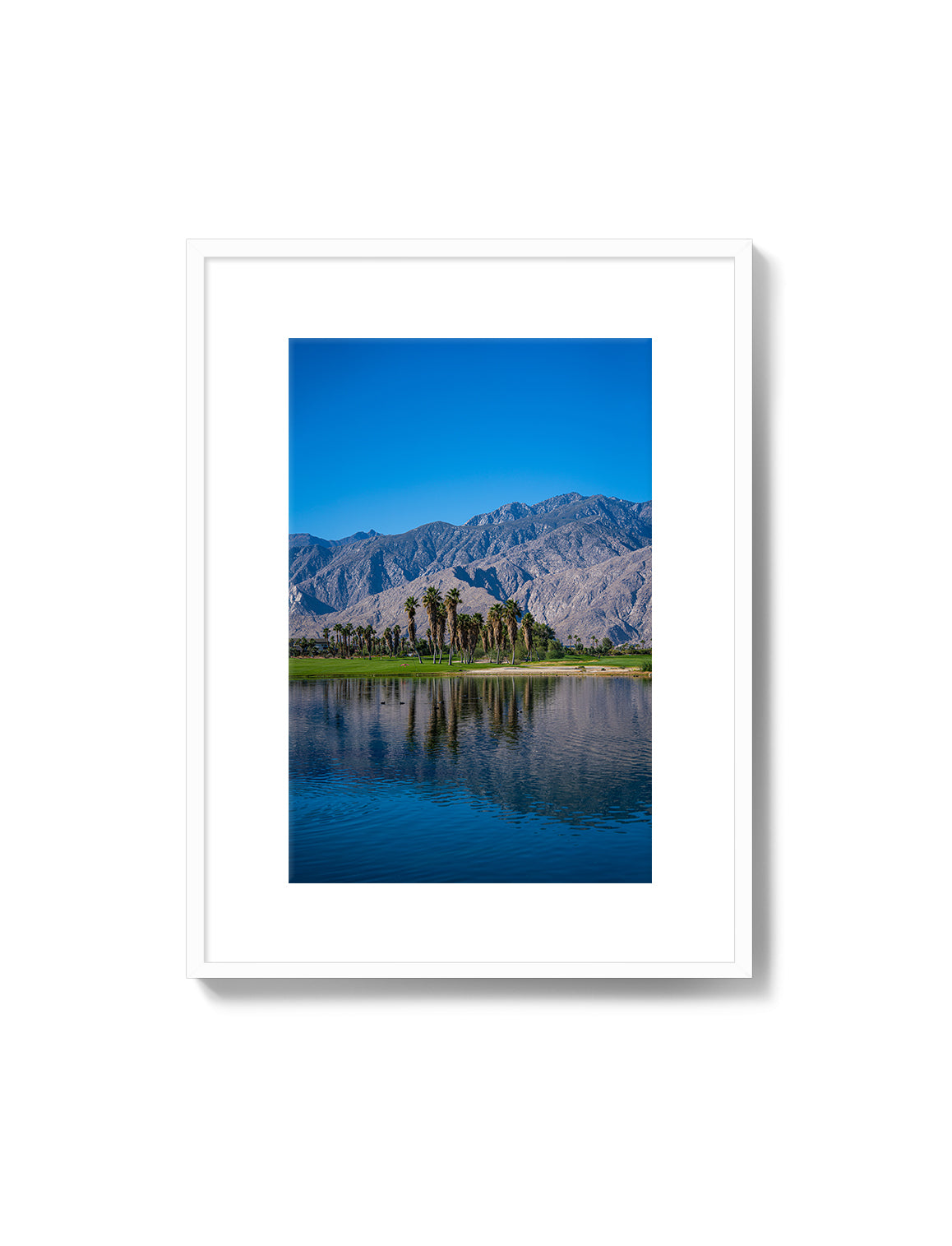 Palm Springs Oasis