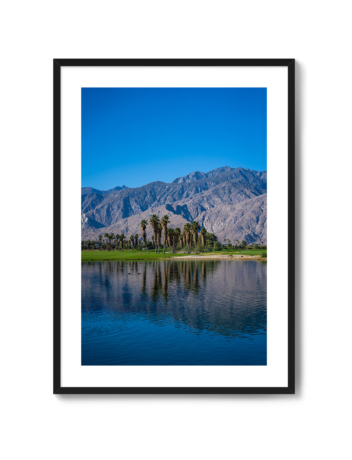 Palm Springs Oasis