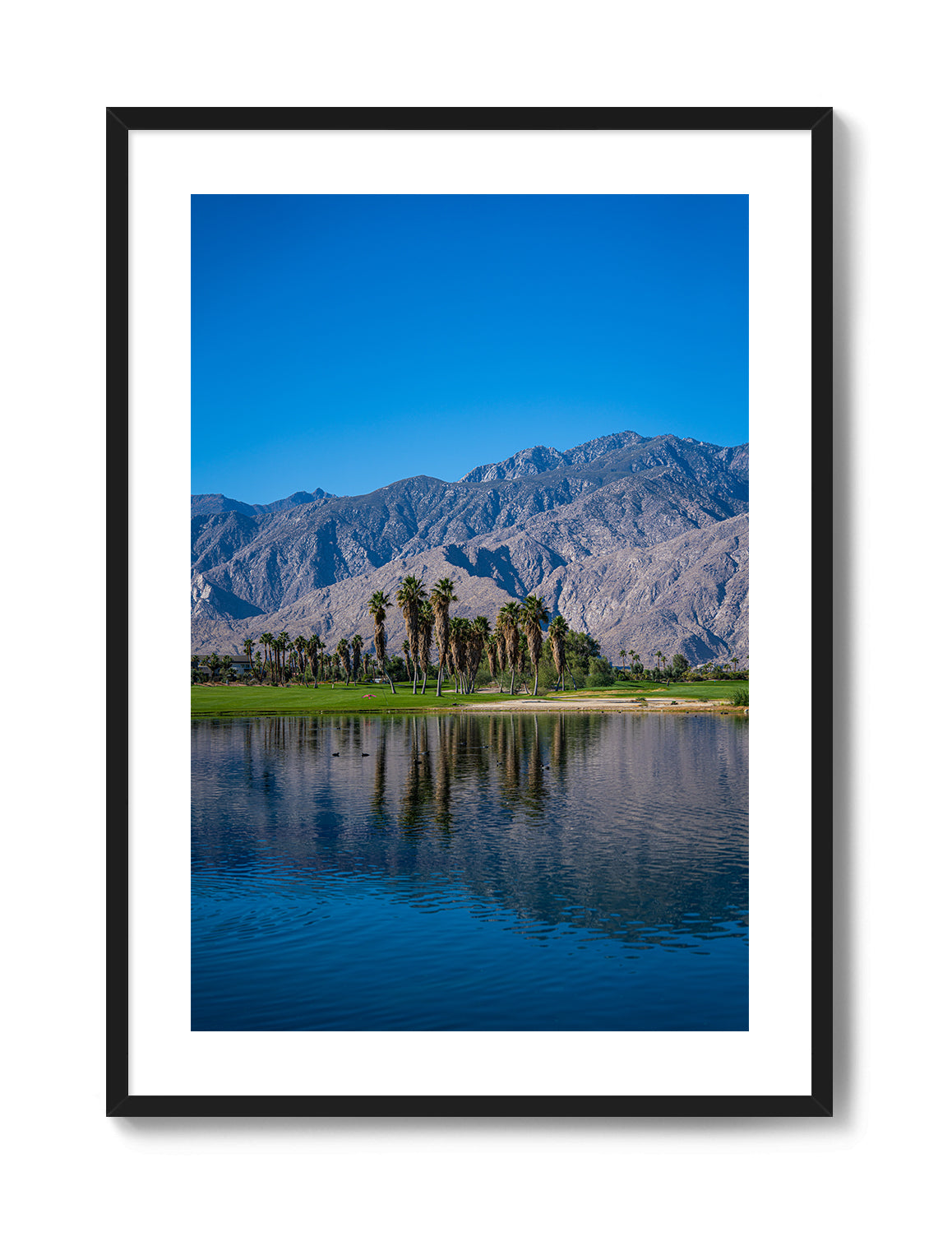 Palm Springs Oasis