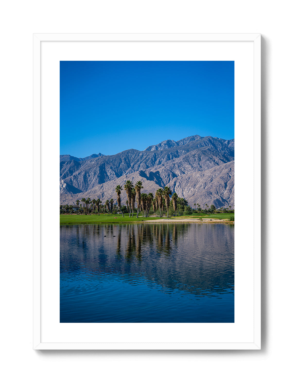 Palm Springs Oasis
