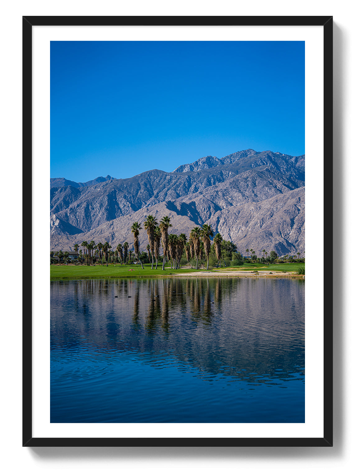 Palm Springs Oasis