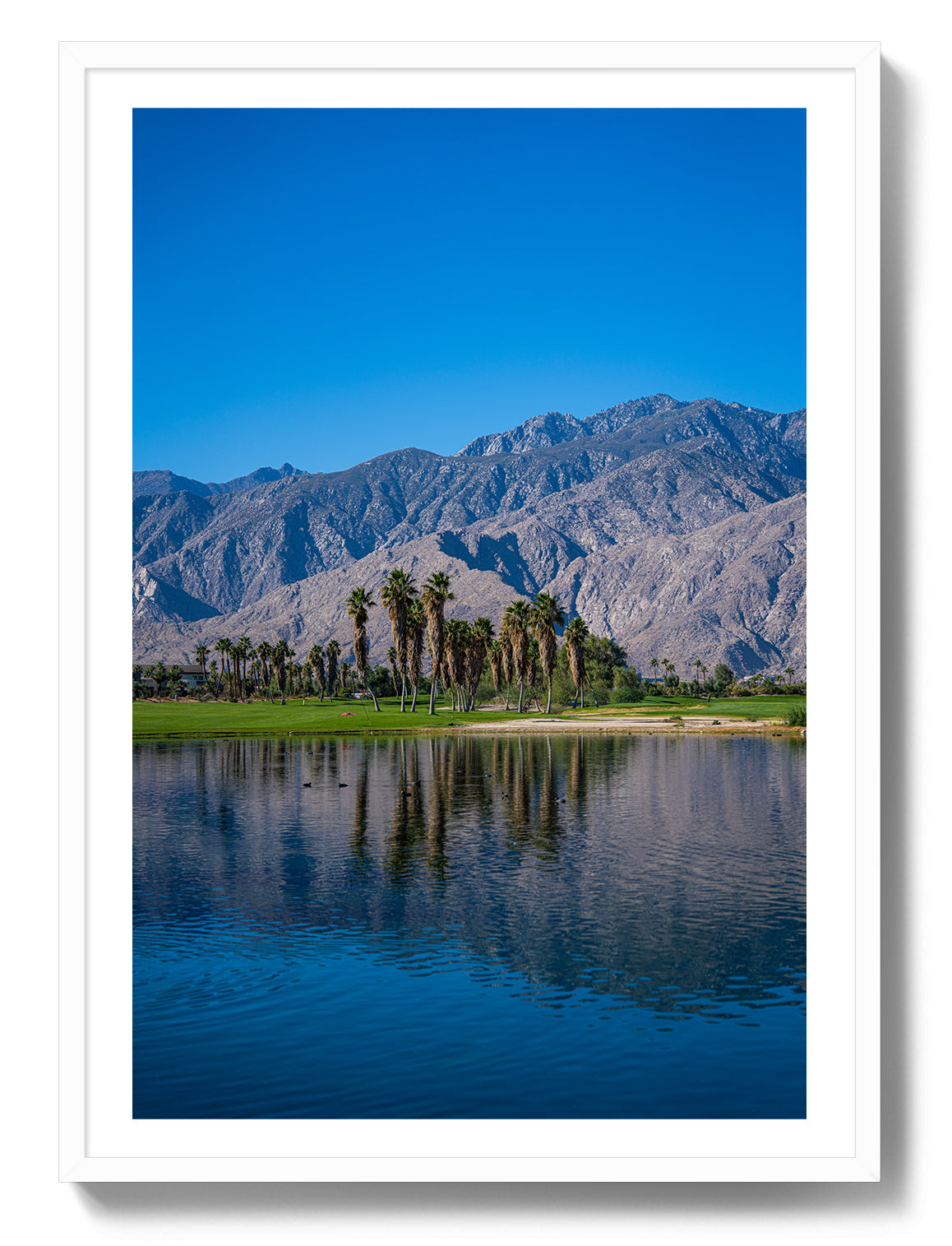 Palm Springs Oasis