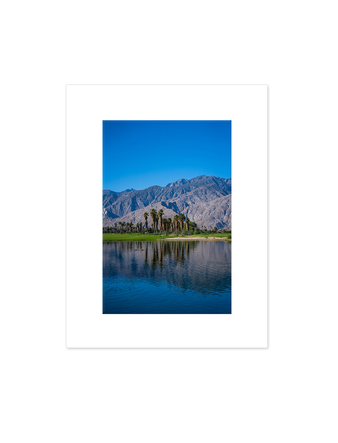 Palm Springs Oasis
