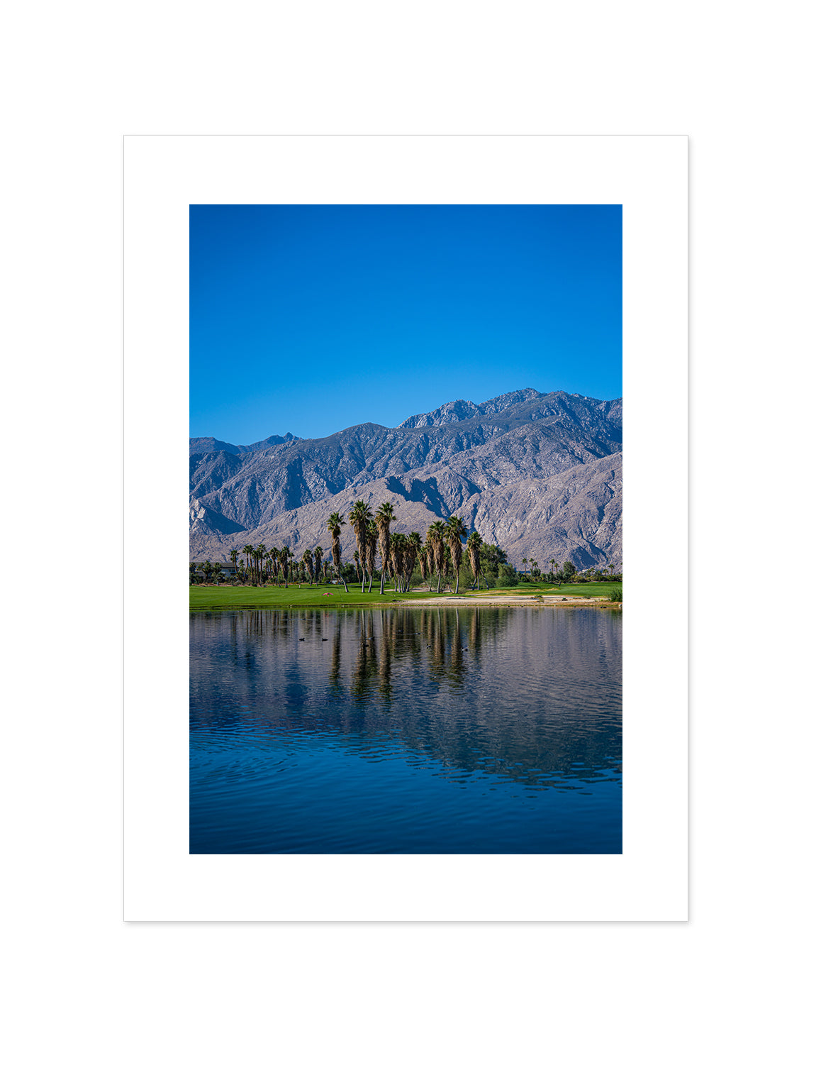 Palm Springs Oasis
