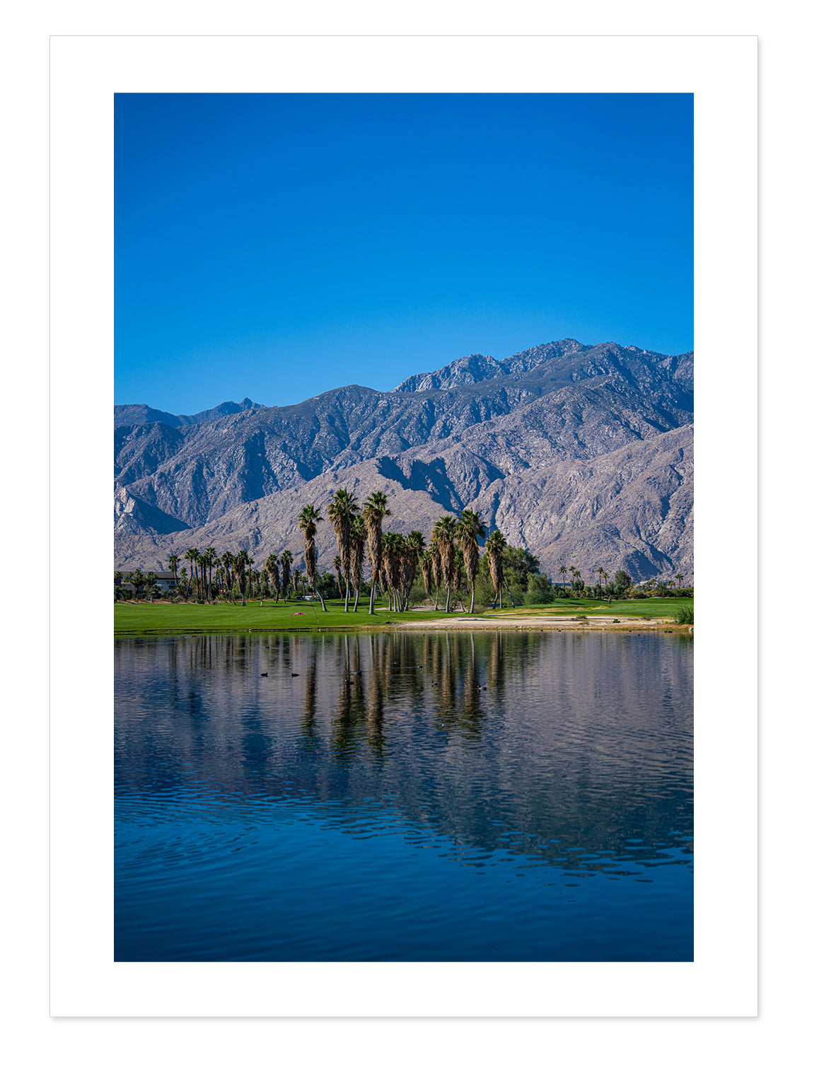 Palm Springs Oasis